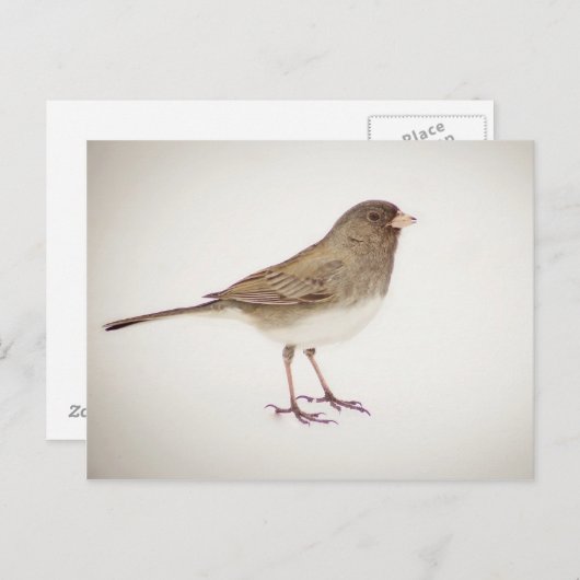 Carte Postale Bruant sur neige 1 (Devant / Derrière)