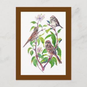 Carte Postale Bruants, Oiseaux mignons, Nature, Faune