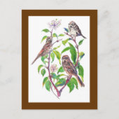 Carte Postale Bruants, Oiseaux mignons, Nature, Faune (Devant)