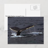 Carte Postale Bruit de baleines à bosse (luges de queue)/Éclaira (Devant / Derrière)