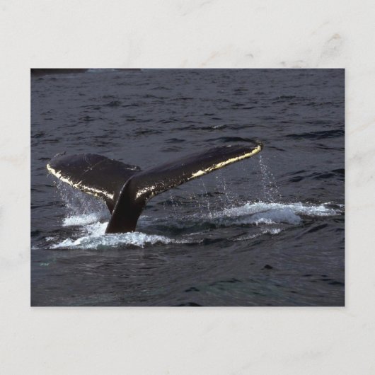 Carte Postale Bruit de baleines à bosse (luges de queue)/Éclaira (Devant)