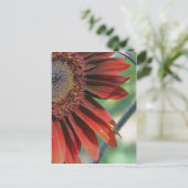 Carte Postale Brûlé Orange Tournesol Pétales Nature (Debout devant)