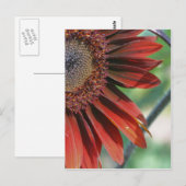 Carte Postale Brûlé Orange Tournesol Pétales Nature (Devant / Derrière)