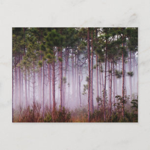 Carte Postale Brume parmi les pins au lever du soleil, Everglade