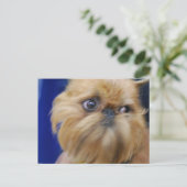 Carte postale Brussels Griffon Dog (Debout devant)
