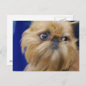 Carte postale Brussels Griffon Dog (Devant / Derrière)