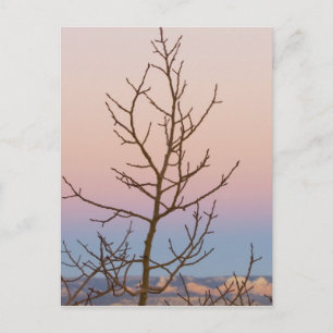Carte Postale Bryce Canyon, Utah. Arbre nu devant le coucher du
