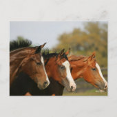 Carte Postale BTtrois quarts de chevaux en tête (Devant)