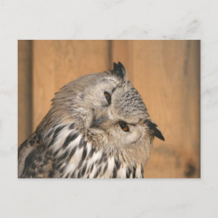 Carte Postale Bubo bubo sibiricus