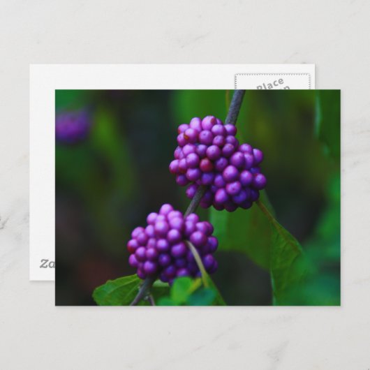 Carte Postale Bûches sucrées (Devant / Derrière)