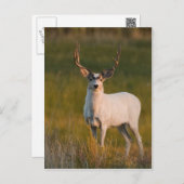Carte Postale Buck blanc de Meeker 2 (Devant / Derrière)