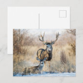 Carte Postale Buck Couple | Mule Deer (Devant / Derrière)