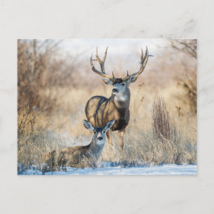 Carte Postale Buck Couple Mule Deer