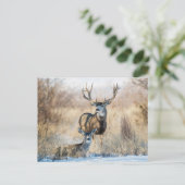 Carte Postale Buck Couple | Mule Deer (Debout devant)