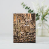 Carte Postale Buck de cerf à queue blanche (Debout devant)