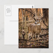 Carte Postale Buck de cerf à queue blanche (Devant / Derrière)
