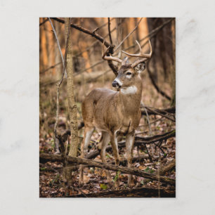Carte Postale Buck de cerf à queue blanche