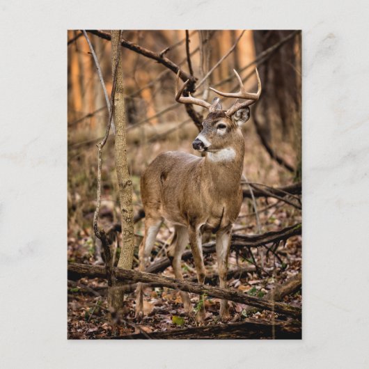 Carte Postale Buck de cerf à queue blanche (Devant)