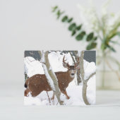 Carte Postale Buck de cerfs en neige en hiver (Debout devant)