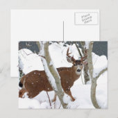 Carte Postale Buck de cerfs en neige en hiver (Devant / Derrière)