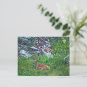 Carte Postale Buck de lit (Debout devant)