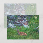 Carte Postale Buck de lit (Devant / Derrière)