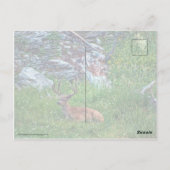 Carte Postale Buck de lit (Dos)