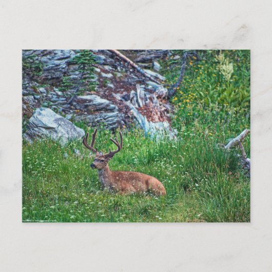 Carte Postale Buck de lit (Devant)