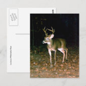 Carte Postale Buck Deer à queue blanche (Devant / Derrière)