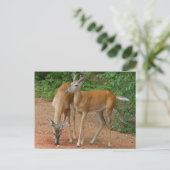 Carte Postale Buck Deer blanc (Debout devant)