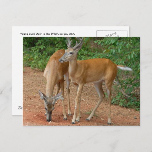 Carte Postale Buck Deer blanc (Devant / Derrière)