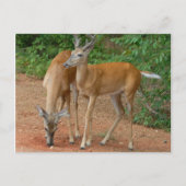 Carte Postale Buck Deer blanc (Devant)