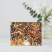 Carte Postale Buck in Hunter Camo White Tail Deer (Debout devant)
