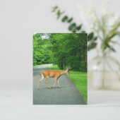 Carte Postale Buck Traversant la route (Debout devant)