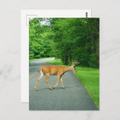 Carte Postale Buck Traversant la route (Devant / Derrière)