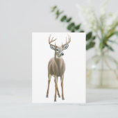 Carte postale Buck Whitetail (Debout devant)