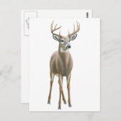 Carte postale Buck Whitetail (Devant / Derrière)