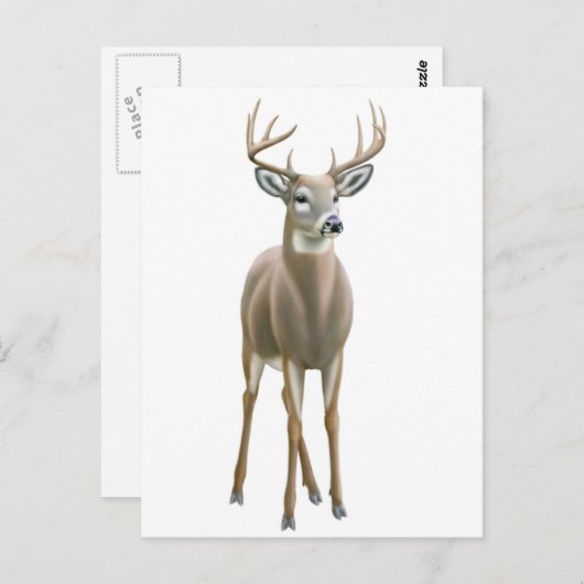 Carte postale Buck Whitetail (Devant / Derrière)