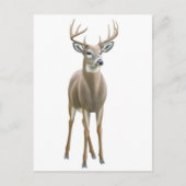 Carte postale Buck Whitetail (Devant)