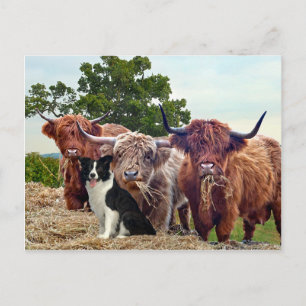 Carte postale "Buckeroo & Friends"