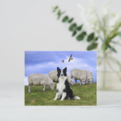 Carte Postale "Buckeroo on duty" (Debout devant)