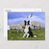 Carte Postale "Buckeroo on duty" (Devant / Derrière)