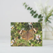 Carte postale Buckeye (Debout devant)