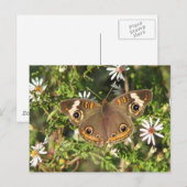 Carte postale Buckeye (Devant / Derrière)