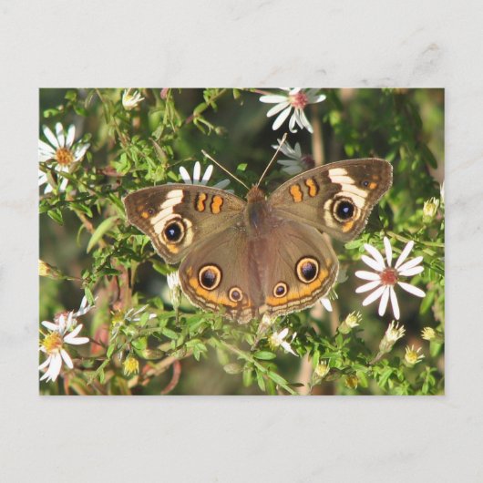 Carte postale Buckeye (Devant)