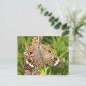 Carte postale Buckeye Butterfly (Debout devant)