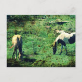 Carte Postale Buckskin et Pinto (Devant)