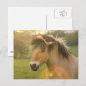 Carte postale Buckskin Pony (Devant / Derrière)