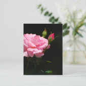 Carte Postale Bud d'un rose (Debout devant)