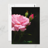 Carte Postale Bud d'un rose (Devant / Derrière)